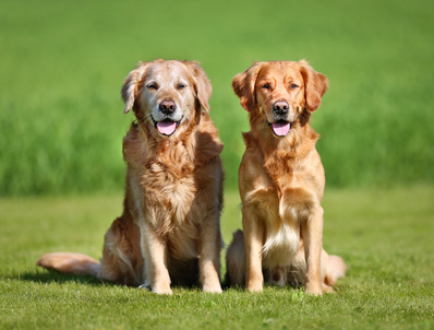 Puppy Training,Dog Supplies,Crate Training Tips