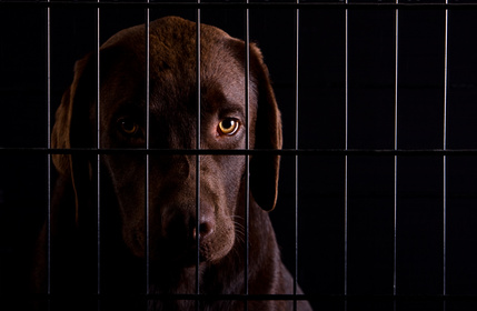 Chocolate Lab In Dark Crate