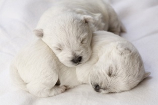 Young White Puppies