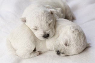 Young White Puppies